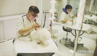 狗生璀璨,巔峰體驗(yàn),狗狗spa可不是洗個澡那么簡單